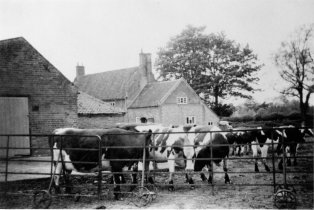 Cows after milking at Hill Farm