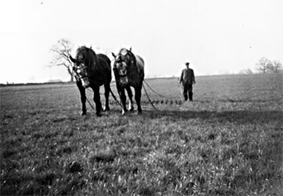 Burtie Bumfrey chain harrowing c.1959