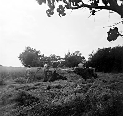 Binder Harvest c.1959