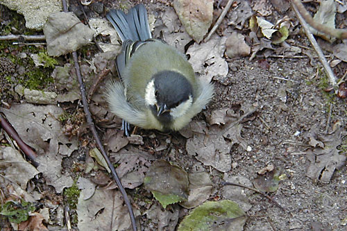 Baby Great Tit 13th June 2000