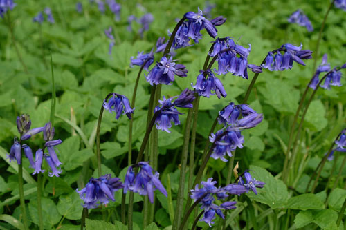 Bluebells 20th May 2001