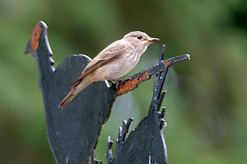 Spotted Flycatcher 23rd June 2001
