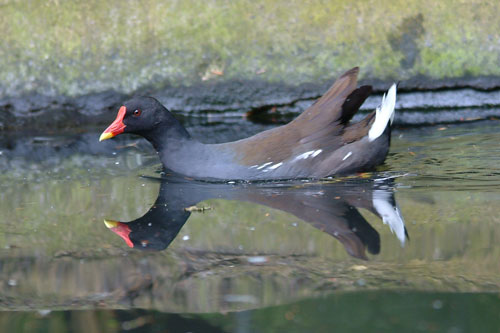 Moorhen 7th June 2003 