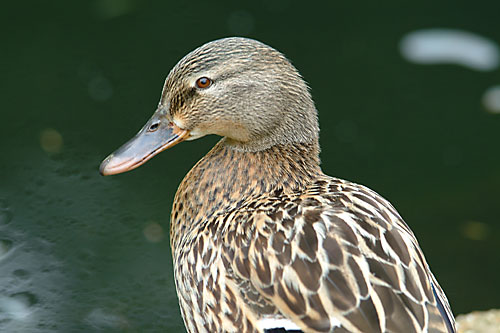 Mallard 8th June 2003 