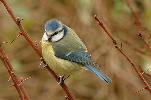 Bluetit 25th February 2006