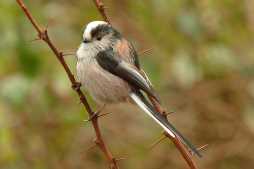 Long Tailed Tit 25th February 2006