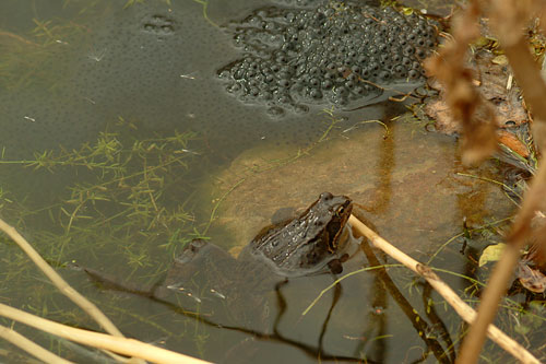 Frog and spawn 26th March 2006