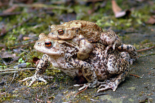 Toads 26th March 2006