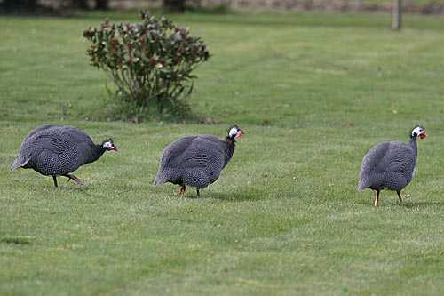       http://www.itteringham.com/nature-images/IvanT-Guinea-Fowl-26Mar2006.jpg                                              