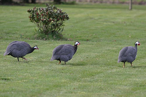 Guinea Fowl 26th March 2006