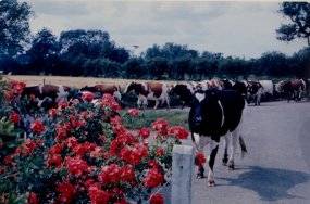 Cows outside the Walpole Arms in the early 60s
