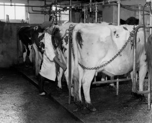 Amos Hoolhouse at work in the milking parlour at Hill Farm in the early 60s
