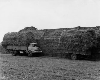 Thatch for the stacks at Hill Farm