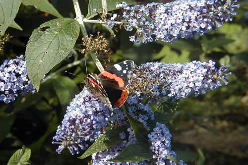 Red Admiral on a Buddlea 24th September 2000