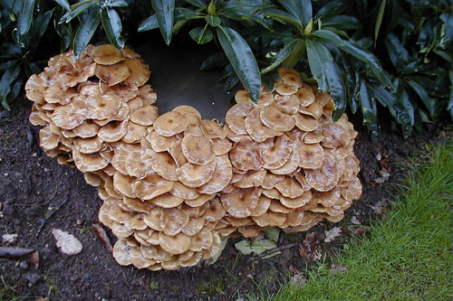 Honey Fungus 8th October 2000