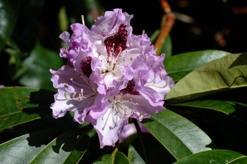Blue Peter Rhododendron 19th May 2001