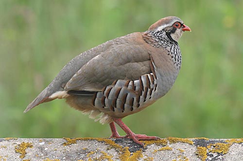 https://www.itteringham.com/nature-images/IvanT-Red-Leg-Partridge-2006.jpg